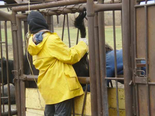 Working with Cattle in the Chute
